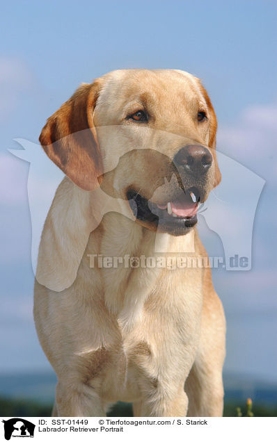 Labrador Retriever Portrait / Labrador Retriever Portrait / SST-01449