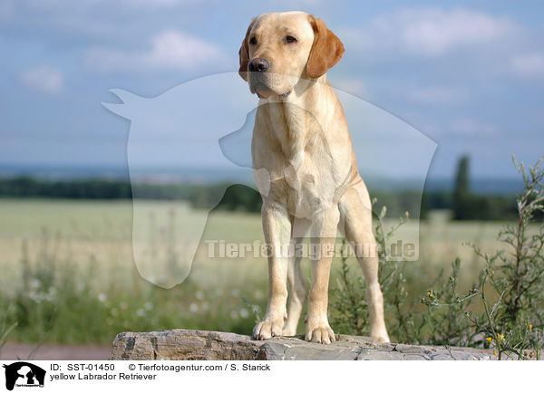 yellow Labrador Retriever / SST-01450