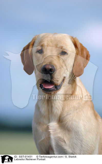 Labrador Retriever Portrait / SST-01451