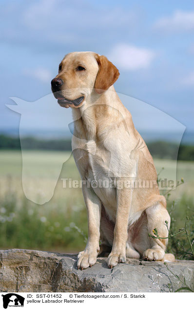 gelber Labrador Retriever / yellow Labrador Retriever / SST-01452