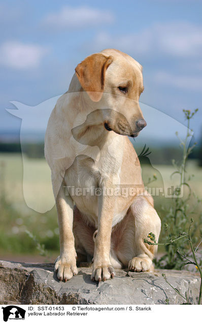 gelber Labrador Retriever / yellow Labrador Retriever / SST-01453