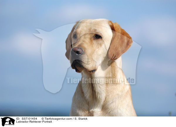 Labrador Retriever Portrait / Labrador Retriever Portrait / SST-01454