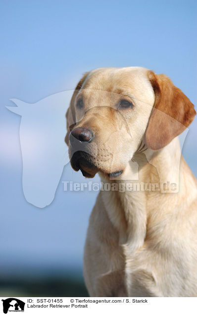 Labrador Retriever Portrait / Labrador Retriever Portrait / SST-01455