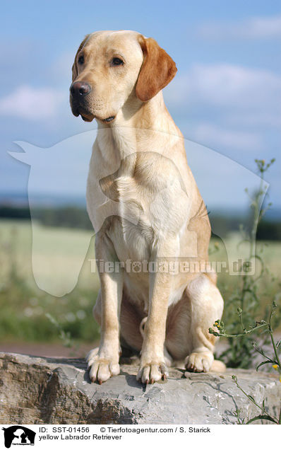 gelber Labrador Retriever / yellow Labrador Retriever / SST-01456