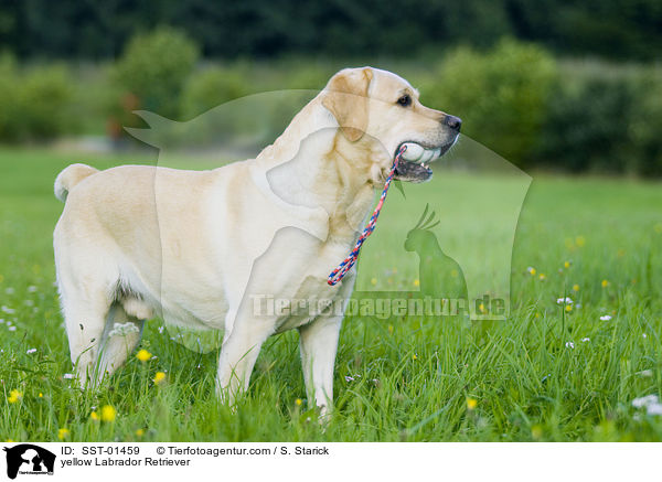 gelber Labrador Retriever / yellow Labrador Retriever / SST-01459