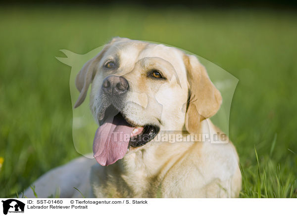 Labrador Retriever Portrait / SST-01460