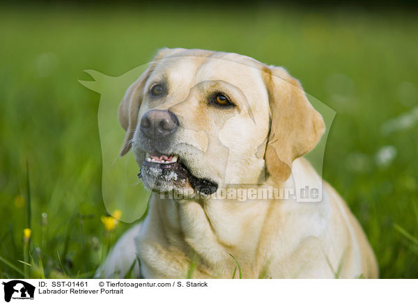 Labrador Retriever Portrait / Labrador Retriever Portrait / SST-01461