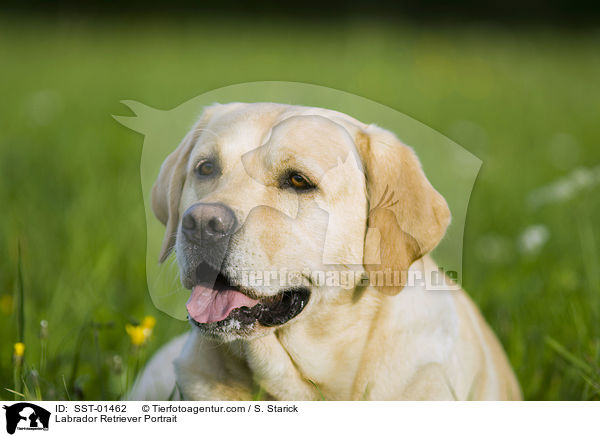 Labrador Retriever Portrait / Labrador Retriever Portrait / SST-01462