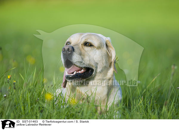 yellow Labrador Retriever / SST-01463