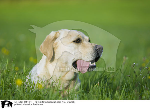 gelber Labrador Retriever / yellow Labrador Retriever / SST-01464