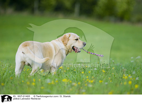 gelber Labrador Retriever / yellow Labrador Retriever / SST-01465