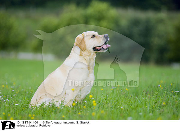 gelber Labrador Retriever / yellow Labrador Retriever / SST-01466