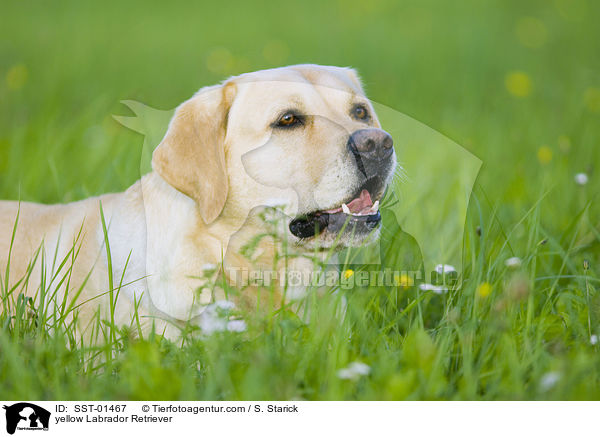 gelber Labrador Retriever / yellow Labrador Retriever / SST-01467