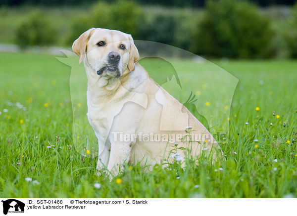 gelber Labrador Retriever / yellow Labrador Retriever / SST-01468