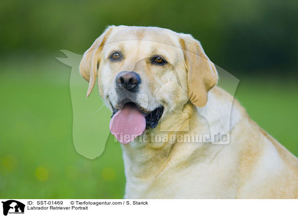 Labrador Retriever Portrait / Labrador Retriever Portrait / SST-01469