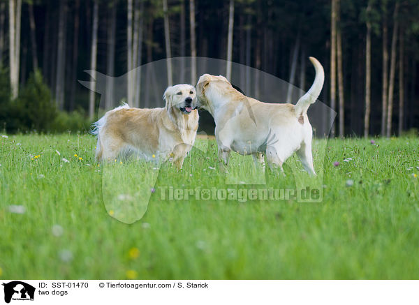 Hunde beschnuppern sich / two dogs / SST-01470