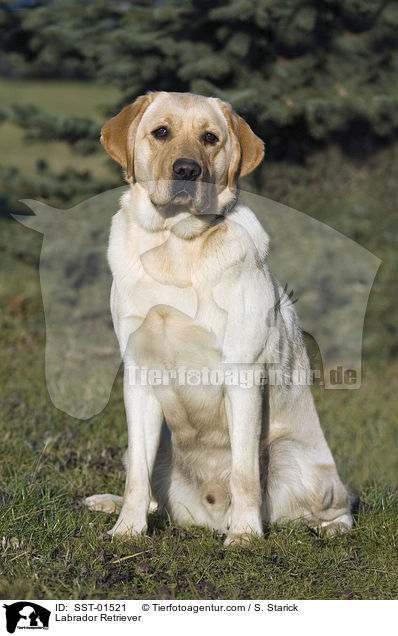 Labrador Retriever / SST-01521