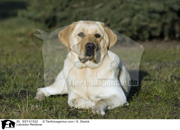 Labrador Retriever / Labrador Retriever / SST-01522