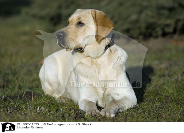 Labrador Retriever / Labrador Retriever / SST-01523