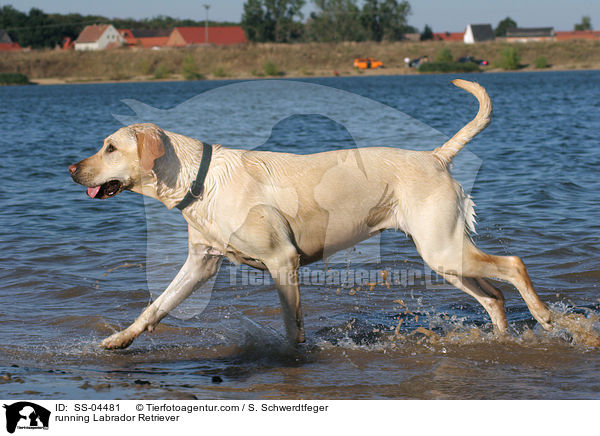 running Labrador Retriever / SS-04481