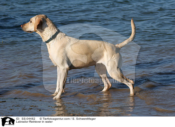 Labrador Retriever in water / SS-04482
