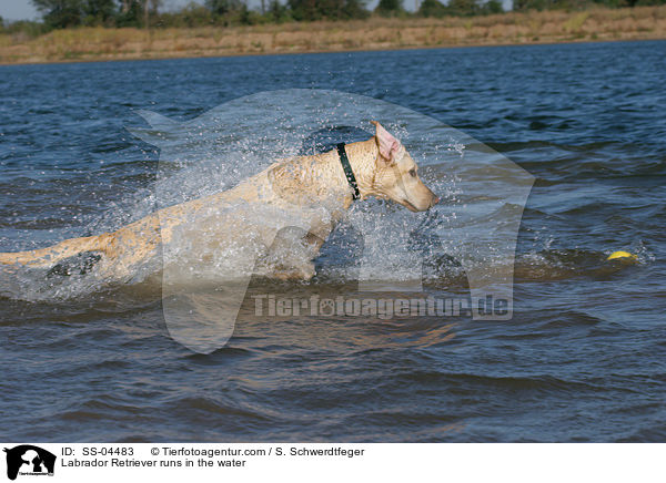 im Wasser rennender Labrador Retriever / Labrador Retriever runs in the water / SS-04483