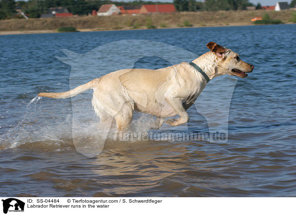 Labrador Retriever runs in the water / SS-04484