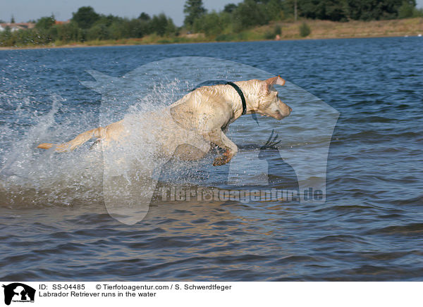 im Wasser rennender Labrador Retriever / Labrador Retriever runs in the water / SS-04485
