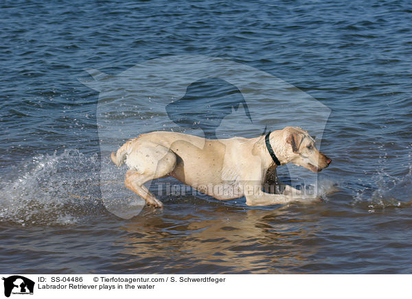 im Wasser spielender Labrador Retriever / Labrador Retriever plays in the water / SS-04486