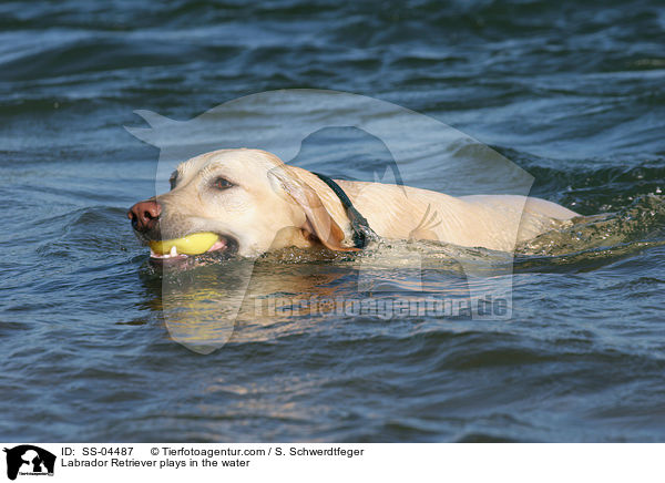 im Wasser spielender Labrador Retriever / Labrador Retriever plays in the water / SS-04487