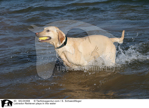 Labrador Retriever plays in the water / SS-04488