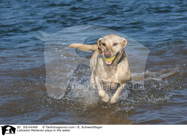 im Wasser spielender Labrador Retriever / Labrador Retriever plays in the water / SS-04489