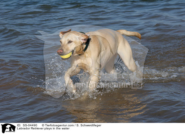 im Wasser spielender Labrador Retriever / Labrador Retriever plays in the water / SS-04490