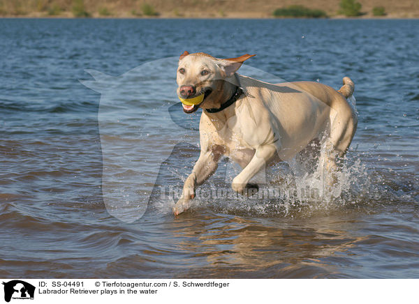 im Wasser spielender Labrador Retriever / Labrador Retriever plays in the water / SS-04491