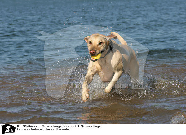 im Wasser spielender Labrador Retriever / Labrador Retriever plays in the water / SS-04492
