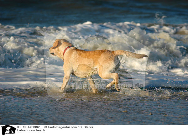 Labrador am Strand / Labrador on beach / SST-01982