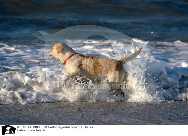 Labrador am Strand / Labrador on beach / SST-01983