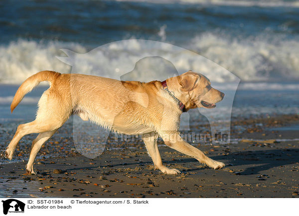 Labrador on beach / SST-01984