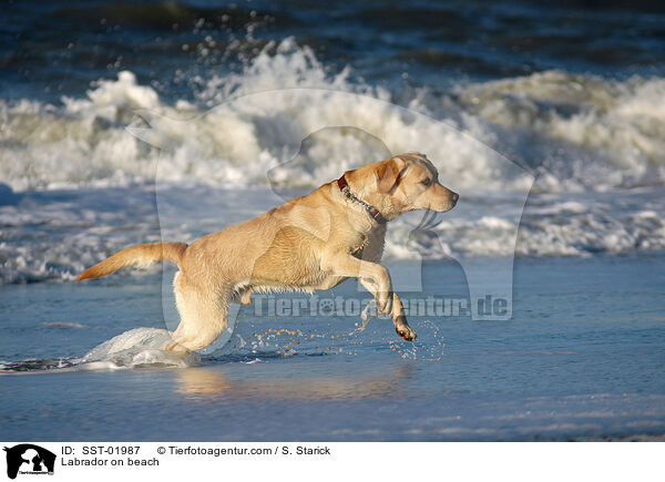 Labrador am Strand / Labrador on beach / SST-01987