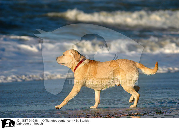 Labrador am Strand / Labrador on beach / SST-01988
