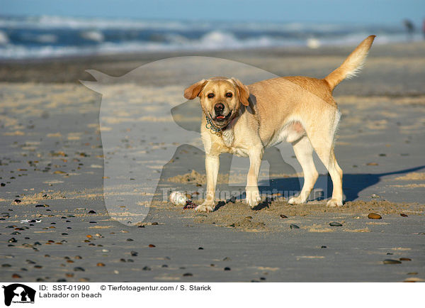 Labrador am Strand / Labrador on beach / SST-01990