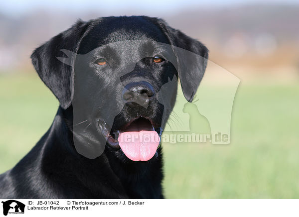Labrador Retriever Portrait / Labrador Retriever Portrait / JB-01042