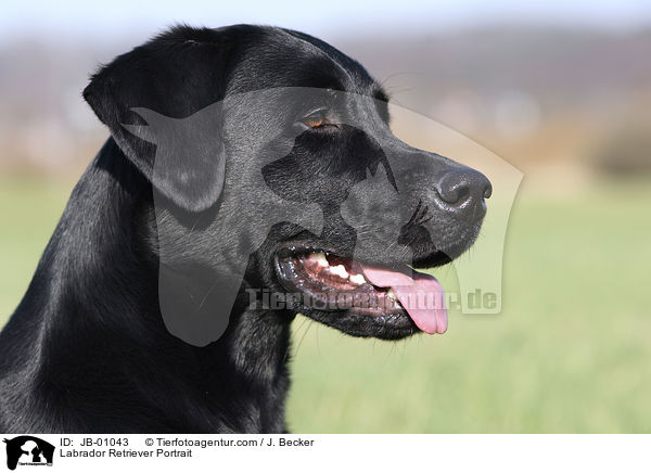 Labrador Retriever Portrait / Labrador Retriever Portrait / JB-01043