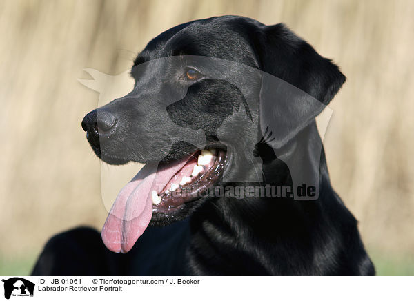 Labrador Retriever Portrait / Labrador Retriever Portrait / JB-01061