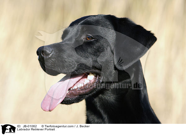Labrador Retriever Portrait / JB-01062