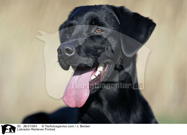 Labrador Retriever Portrait / JB-01064