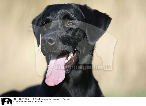 Labrador Retriever Portrait / JB-01065