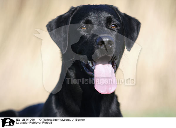 Labrador Retriever Portrait / JB-01066