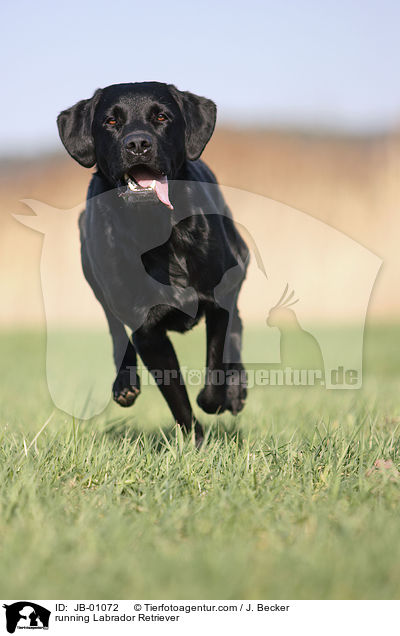 rennender Labrador / running Labrador Retriever / JB-01072