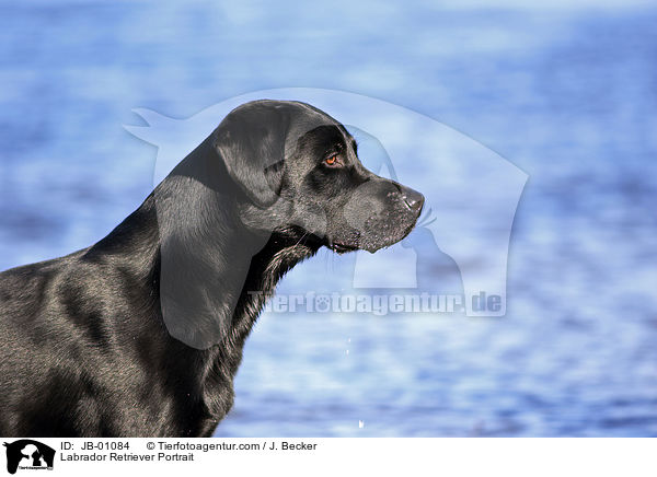 Labrador Retriever Portrait / JB-01084